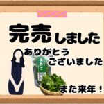 伊勢志摩あおさ完売